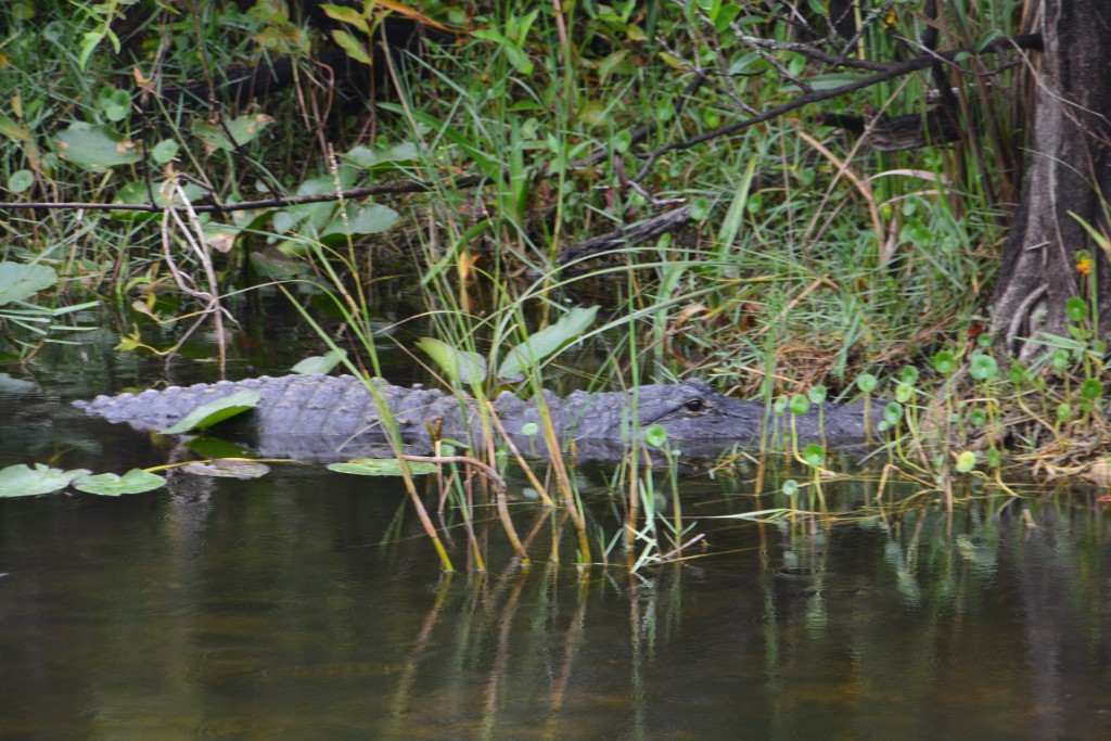 We saw more alligators - peaceful little critters if you don't get too close
