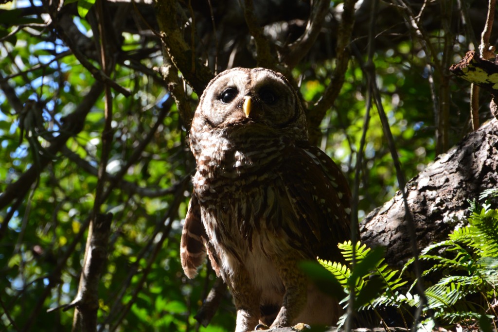 On one of the board walks we came across this magnificent Barred Owl in a branch just above us. Their call sounds something like 'Who's going to cook for youuuuuu' 