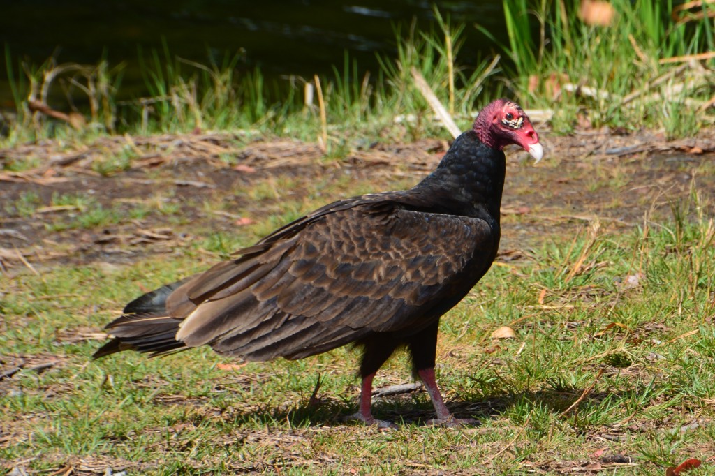 A look only a mother could love - the turkey vulture was a bit too common