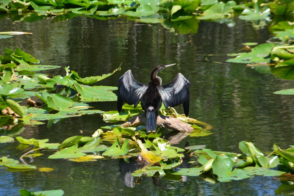 An Anhinga, who dives for his dinner and swims underwater for long periods, drying out his wings