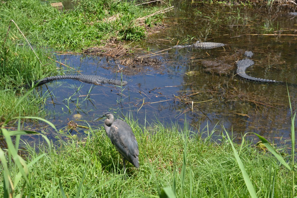 A Great Blue Heron mixes easily with a herd of alligators sunning themselves in the hot Florida sun