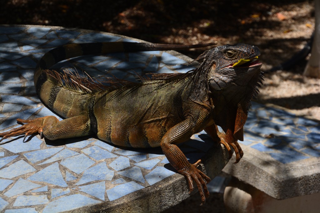 A huge iguana climbed up on an outdoor table and stole some mango from a started visitor to Key Biscayne National Park