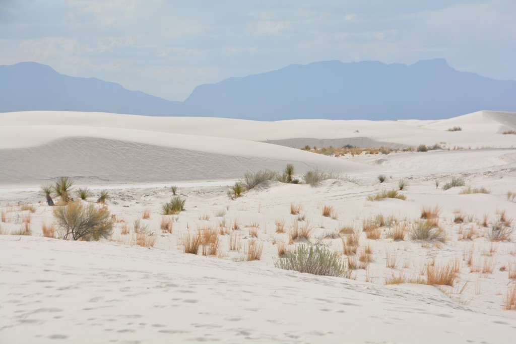 White Sands National Monument featured this incredible geologic phenomenon of very light gypsum sand in huge sand dunes