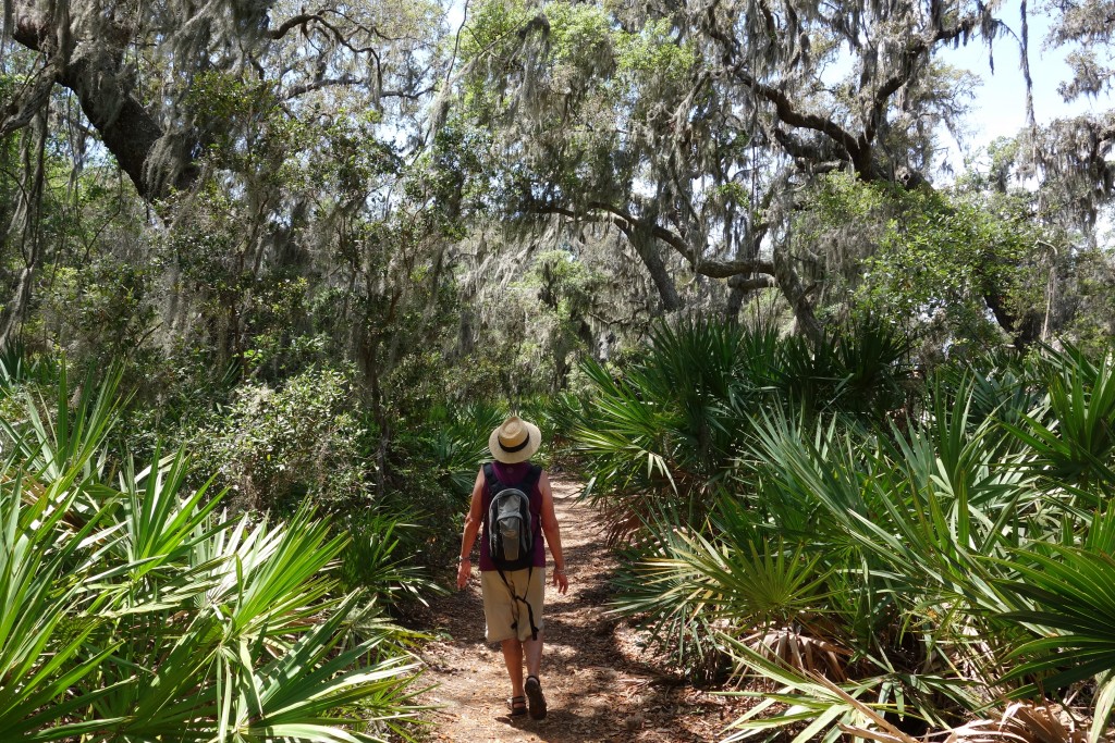 Cumberland Island was covered in a thick forest of Live Oaks draped in Spanish Moss and Palmetto palms