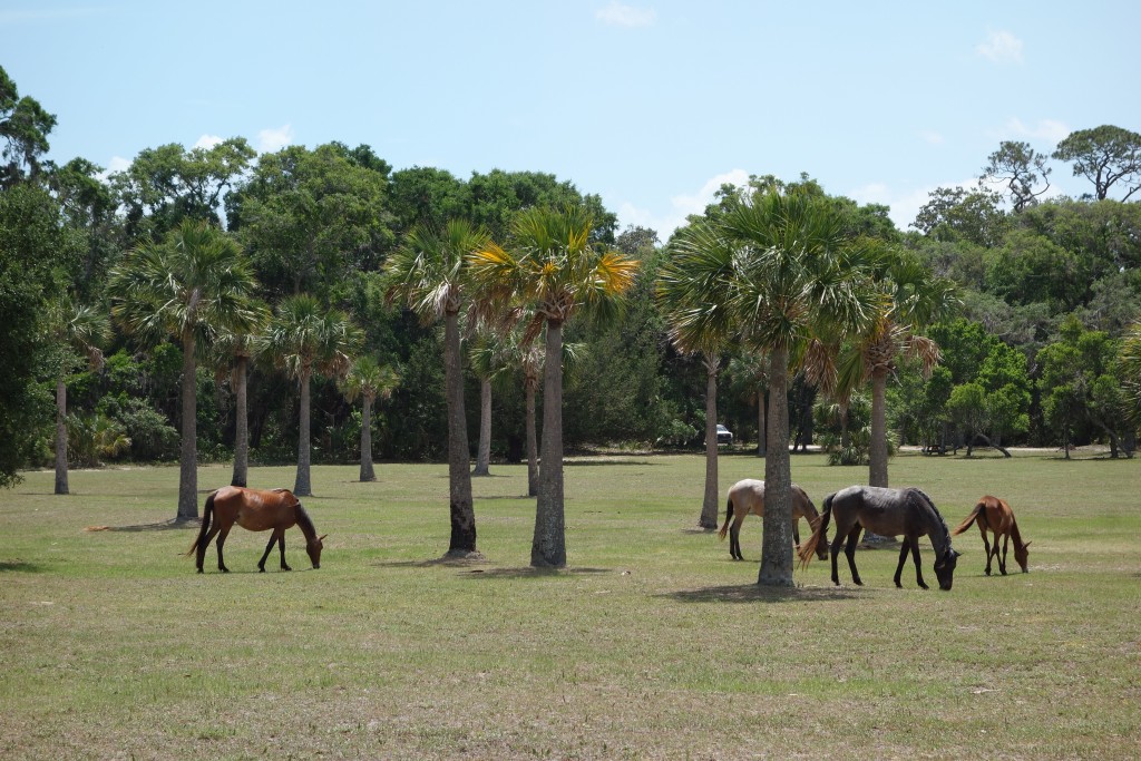 The island had more than 100 wild horses roaming freely