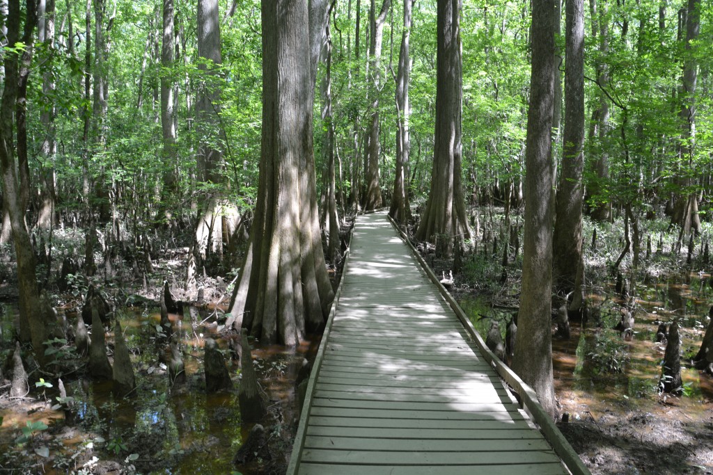 The black swamps of Congaree National Park - a great place to stay on the boardwalk