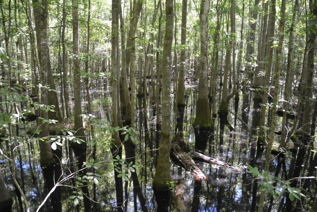 The unique eco-system of the swamp with its specially adapted trees was fascinating