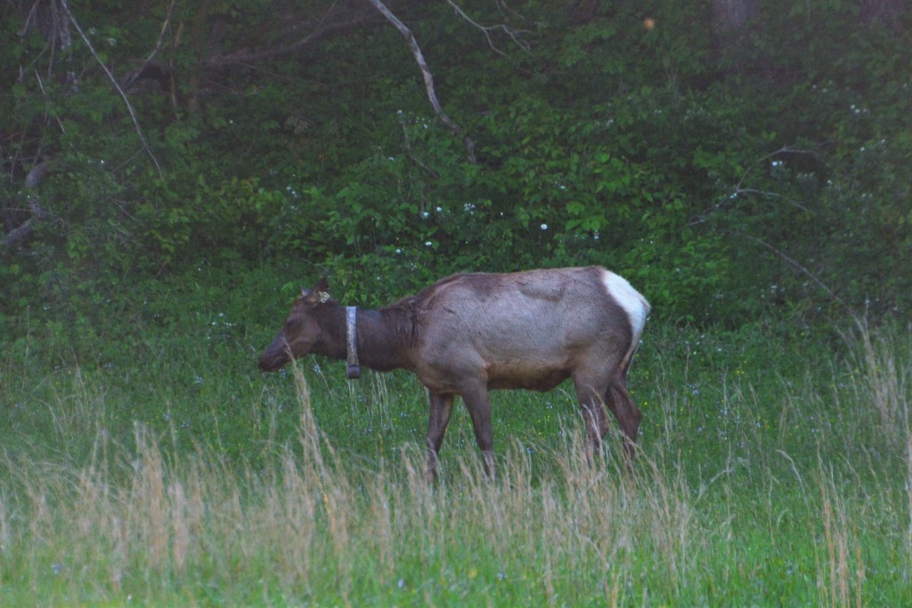 A female elk, or cow, complete with tracking collar, grazes in a field at dusk 