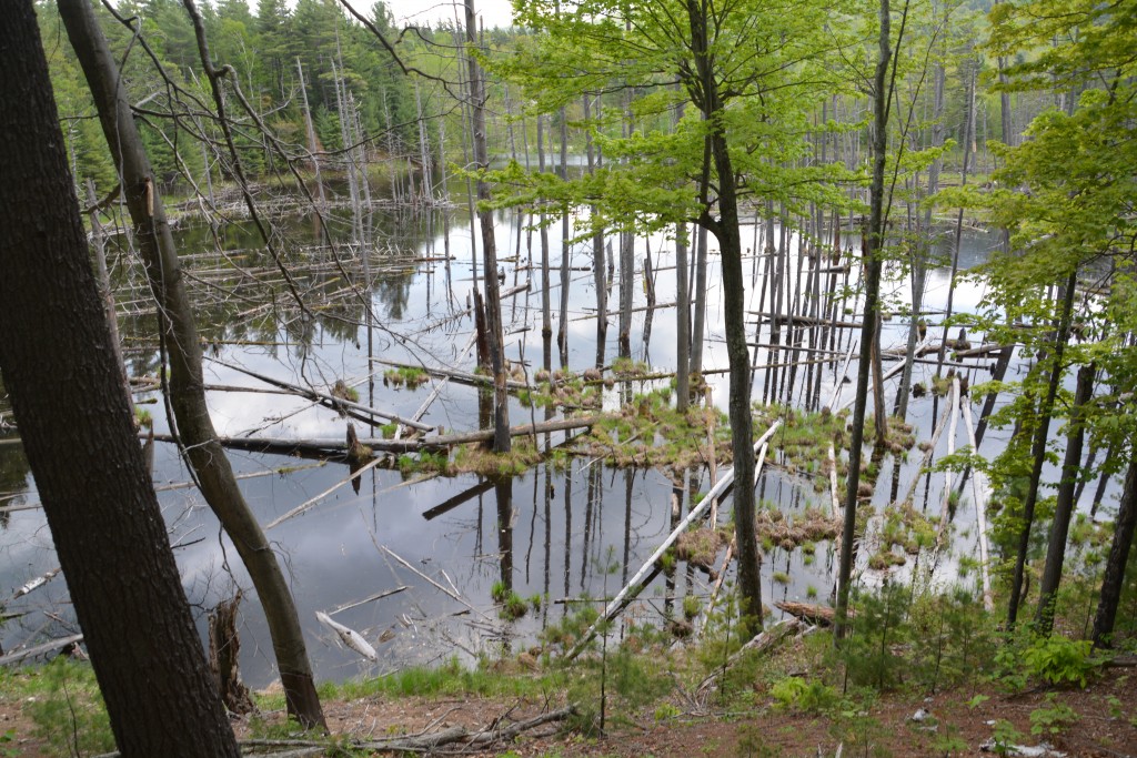 There is probably a beaver in this photo