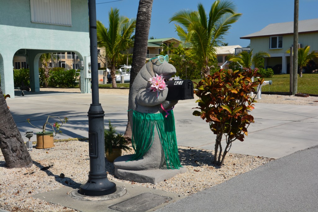 Residents of the Keys take their mail boxes very seriously, including this well dressed manatee