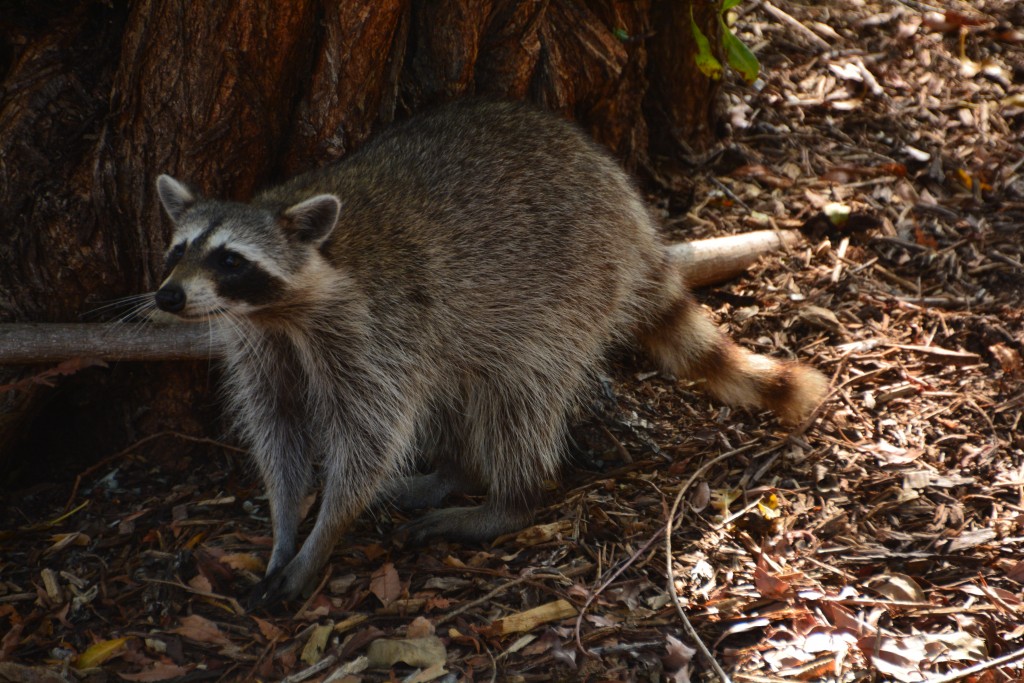 Everyone likes raccoons and raccoons like to be fed by everyone (except us)