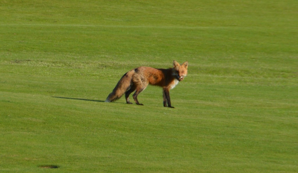 A beautiful red fox crossing the fairway of a golf course on the coast at Inverness