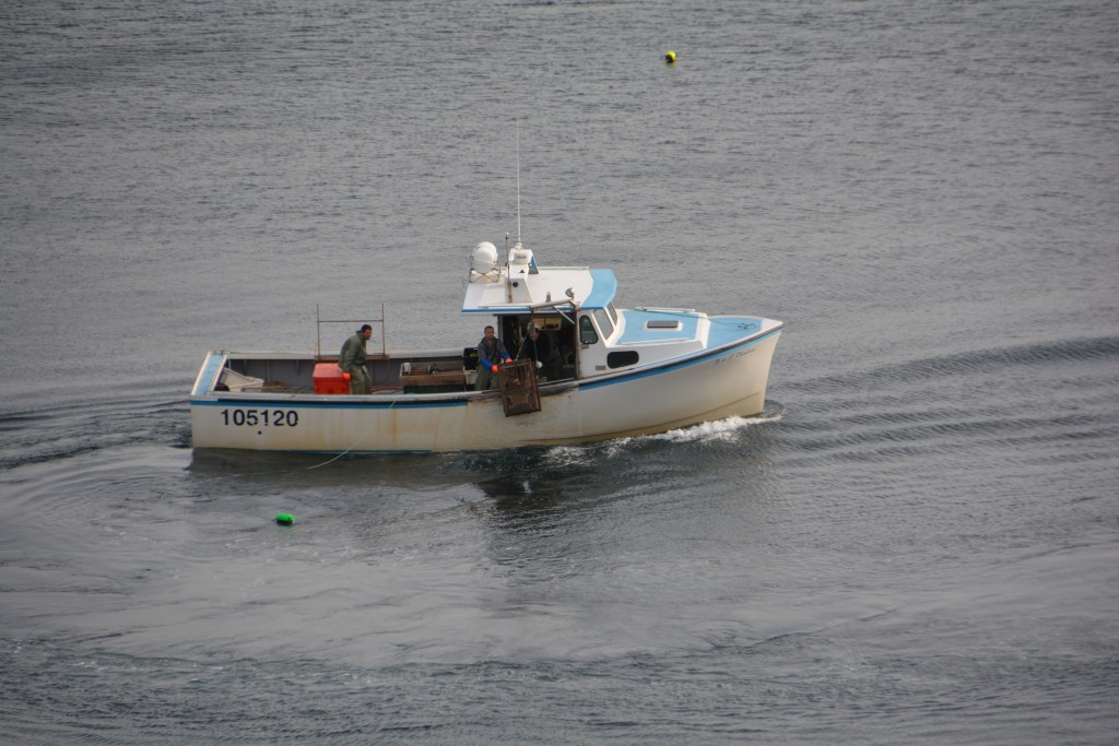 The lobster fishermen checking their traps - pulling them up, emptying them, re-baiting them and throwing them back