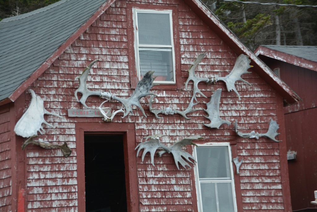 A fine collection of moose antlers - a common sight on many barns in the area