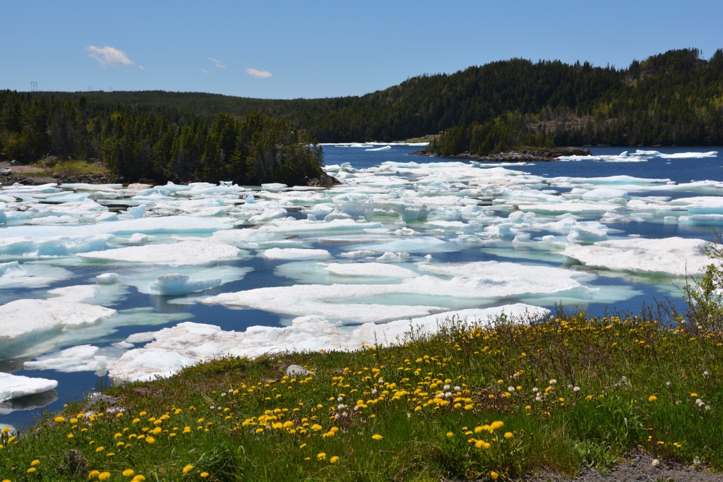 Really? Icebergs? They break off from Greenland and take up to three years to run ashore in northern Newfoundland - but are only seen at this time of year