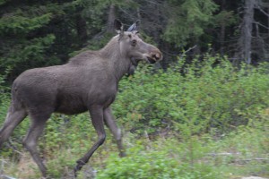 A young ungangly moose stepped out on the road and nearly had a close encounter with Tramp