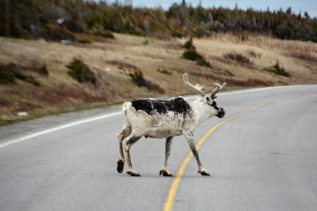 He might look a bit scraggly but he's still got his winter coat on and he's our first caribou!