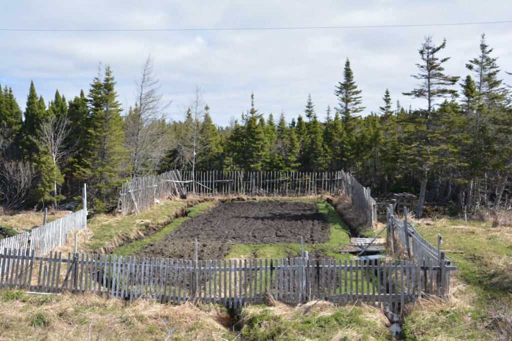 Another fascinating feature of Newfoundland was the private garden on public land near the roadway. In the spring the locals will plant potatoes, onions, cabbage and other cold weather crops