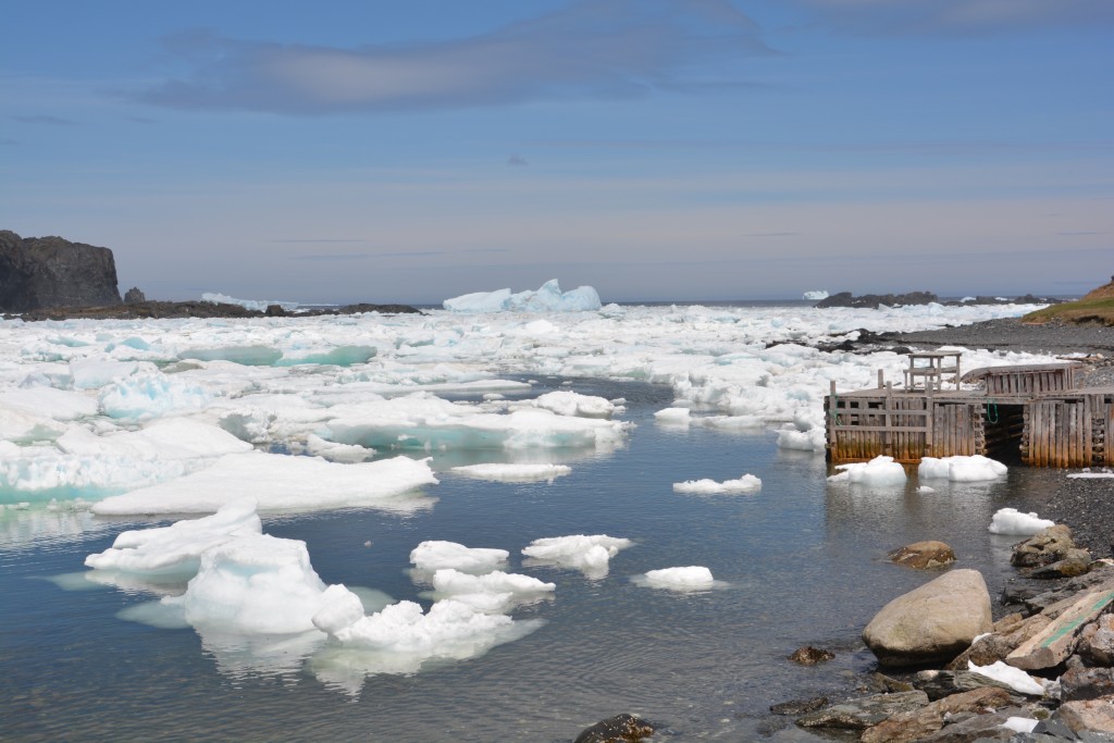 More icebergs in and around the northern town of St. Anthony's - we never tired of them