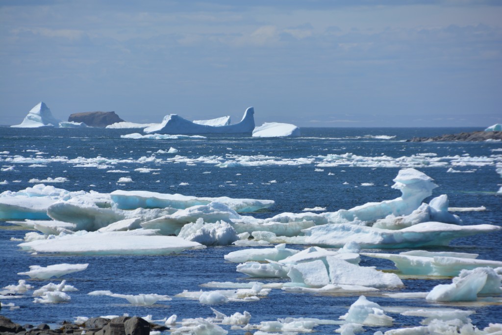 The bigger icebergs run around further out while the smaller ones are less shy and come closer