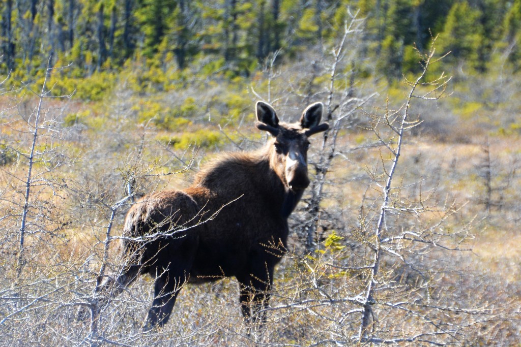 A young male moose appeared by the side of the road, just starting to grow his antlers for the rutting season this September