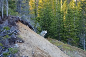 This beautiful wolf watched us intently for more than an hour - a great experience!