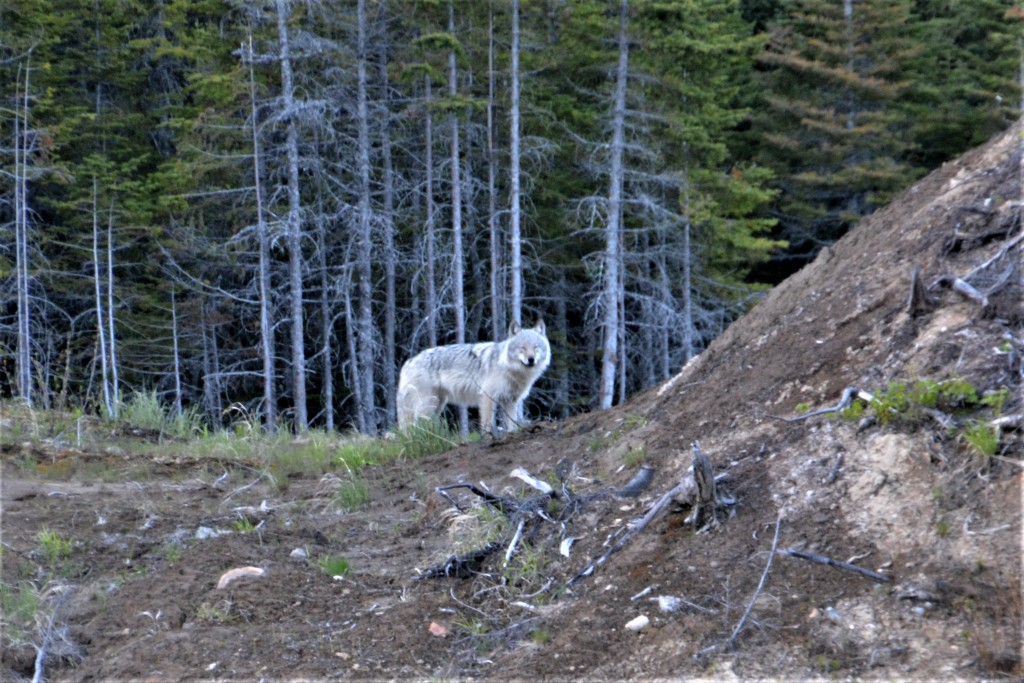 The grey wolf was much bigger than we would have expected and certainly had a king-of-the-castle air to himself