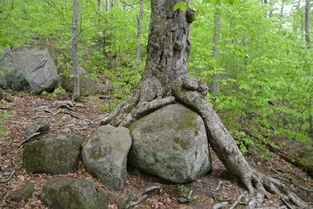 We'll call this a draw between the boulder and the tree
