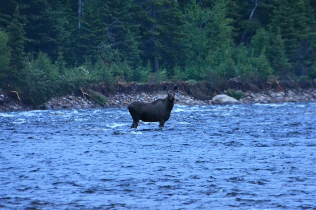 ...unless you are disturbed by a moose who nonchalantly ambles across your river