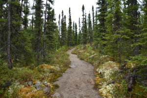 A different way to see the black spruce forest - up close by walking through it