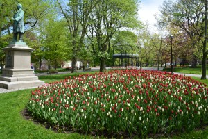 The tulips were about to bloom in a central park of St. John