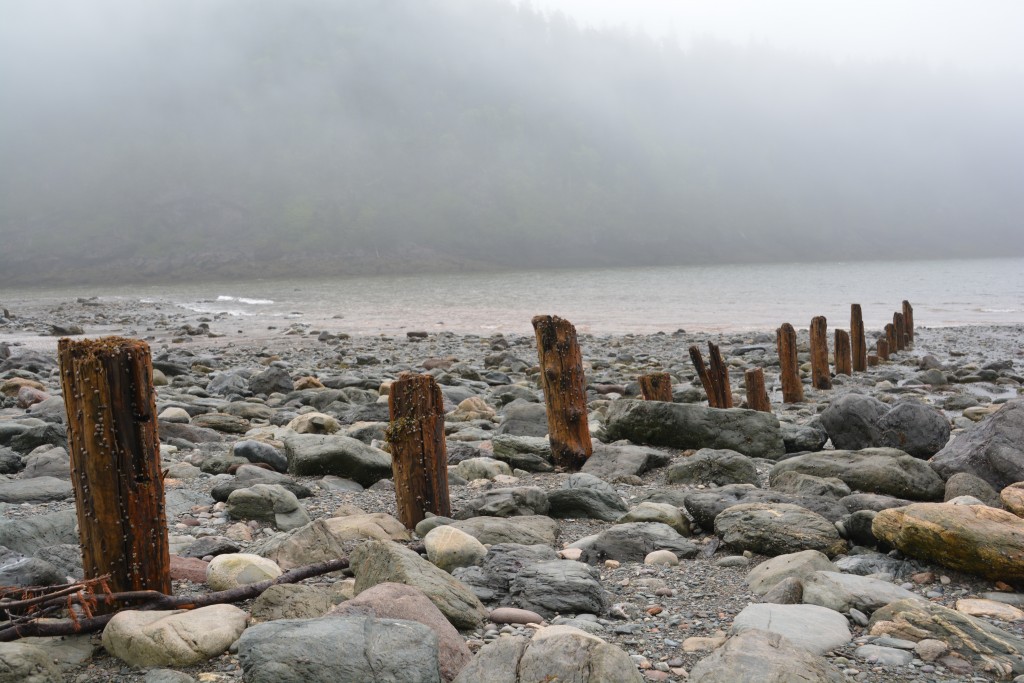 Old jetty posts magically appear when the tide is out