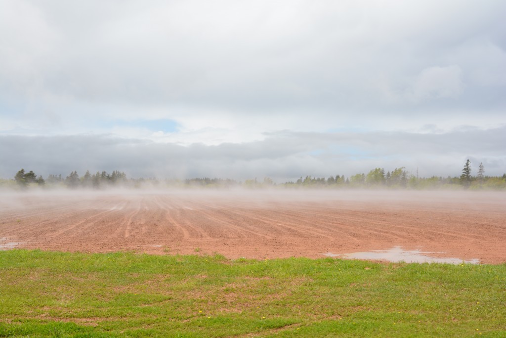 More of this weird moisture coming out of the plowed field - why doesn't this happen in other places?
