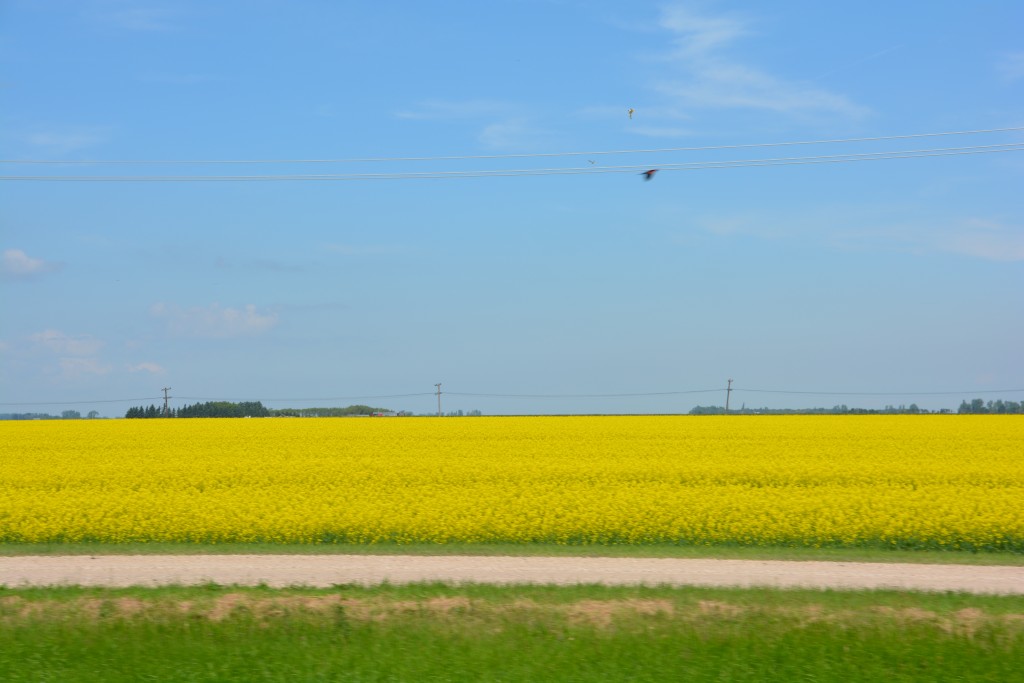 After a couple of weeks stuck in greens and blues we were a bit thrown off by all the canola yellow