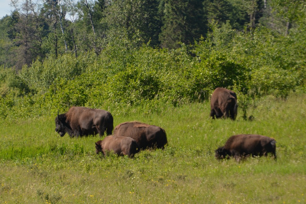Buffaloes at dusk quietly grazing while we were gawking