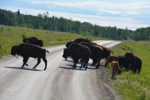 Whose road is this? A herd of plains bison slowly amble across our road - and we're happy to watch them pass