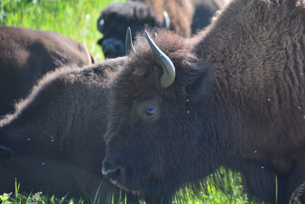 A very handsome fellow, if you're into that look