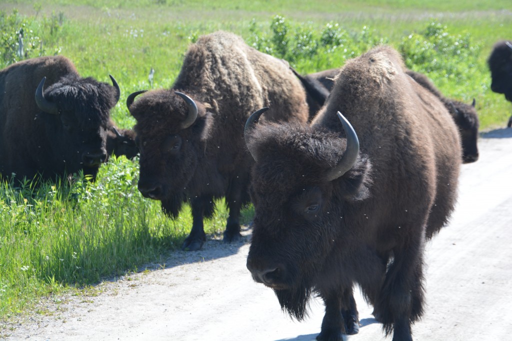 These big guys seemed to be the elder statesmen of the group and came closest to us