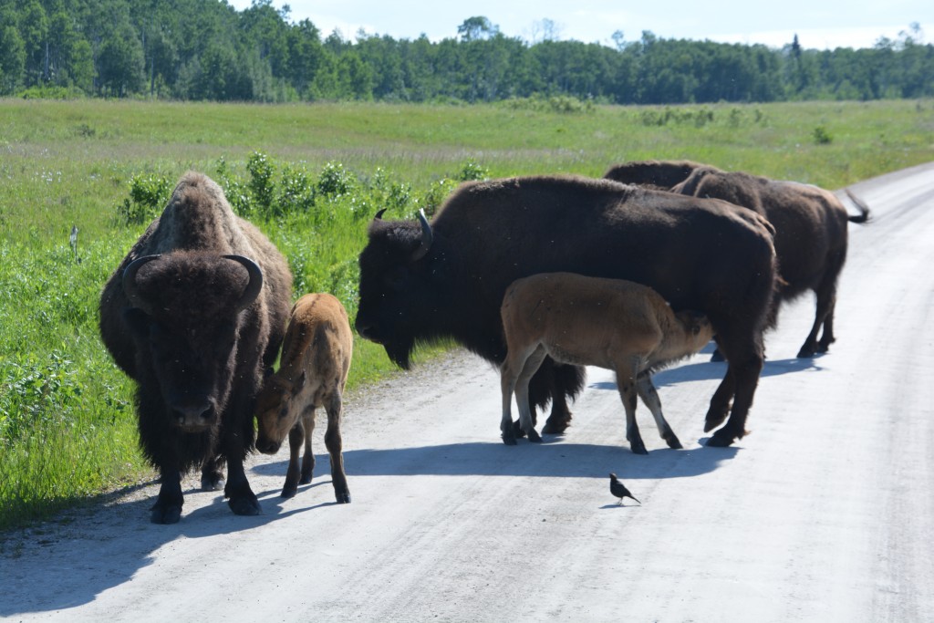 The young calves are only a few months old and still rely on their mum for everything