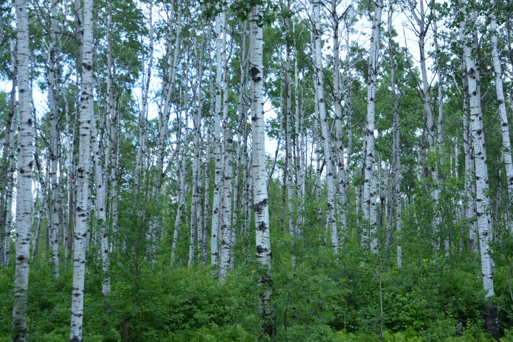 We camped in thick grove of Aspen in a place called Porcupine Forest