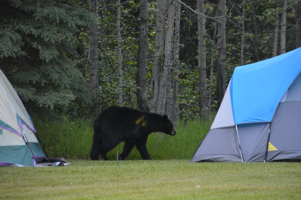 The dread of every camper - a nosy and hungry black bear. He stalked us for some time before being scared away