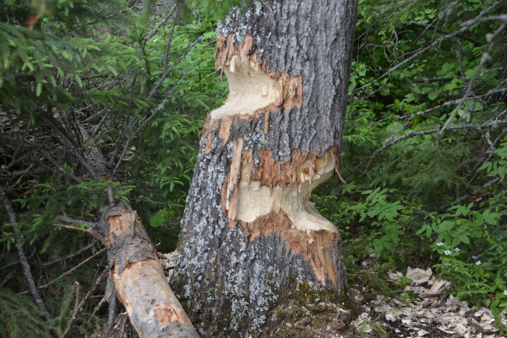 That is one ambitious beaver, working on a huge pine tree near his lake