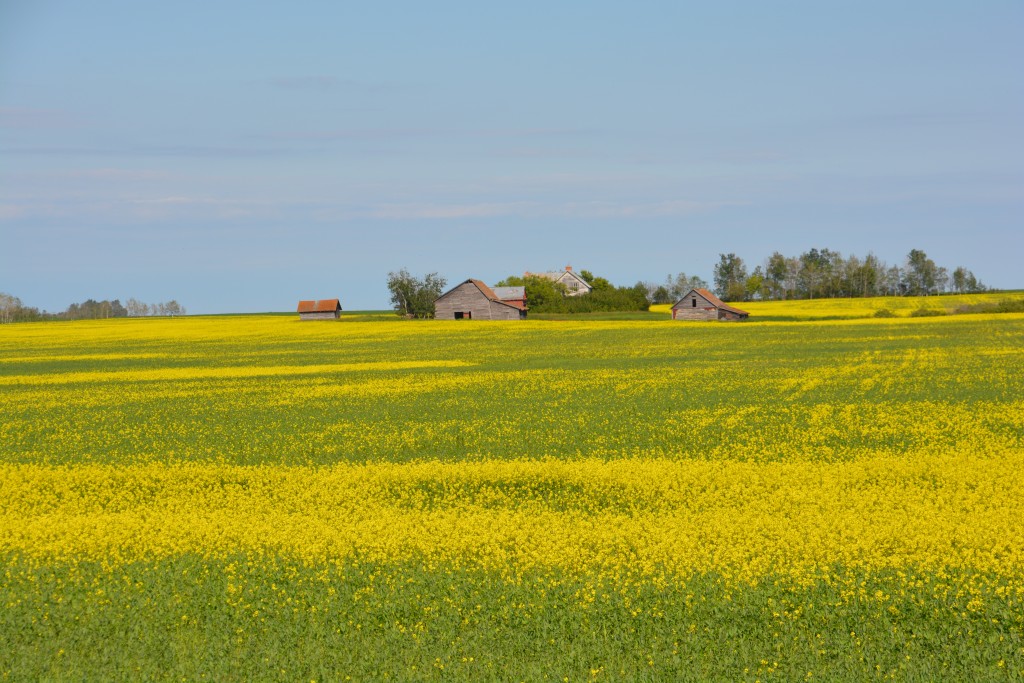 What is it about fields of Canola and old farm buildings that made Tramp always pull over