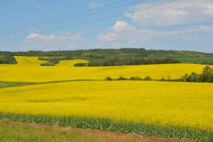 Sorry...more beautiful fields of Canola
