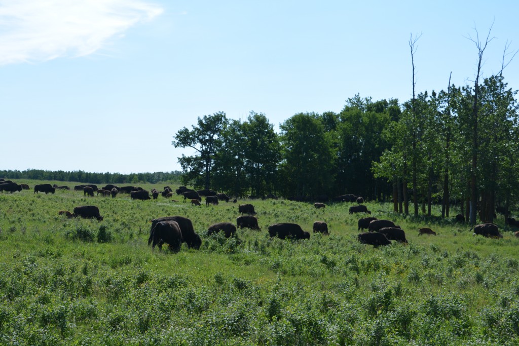 It turns out that the world - or at least Canada - is inundated with plains bison