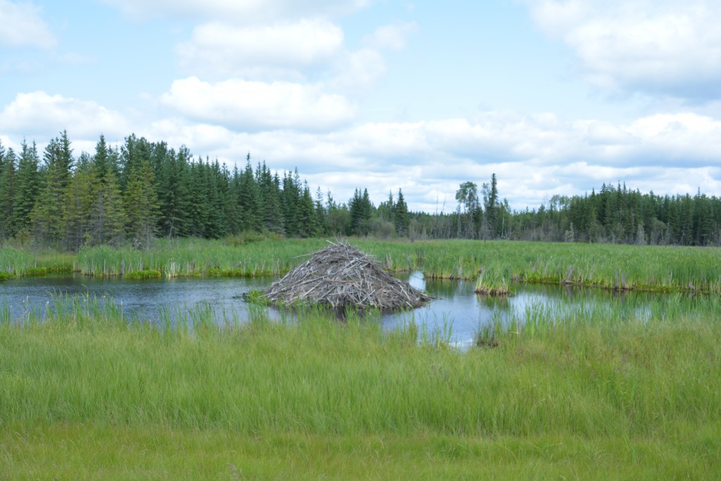 A healthy beaver lodge right next to the road - but the beavers are hard to spot!