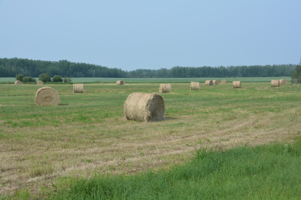 Even in the northern stretches of Alberta there was the occasional glimpse of farming