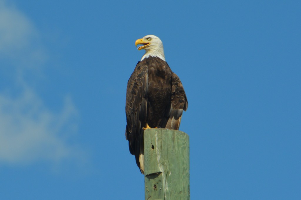 The stately and elegant king of the birds - the bald eagle