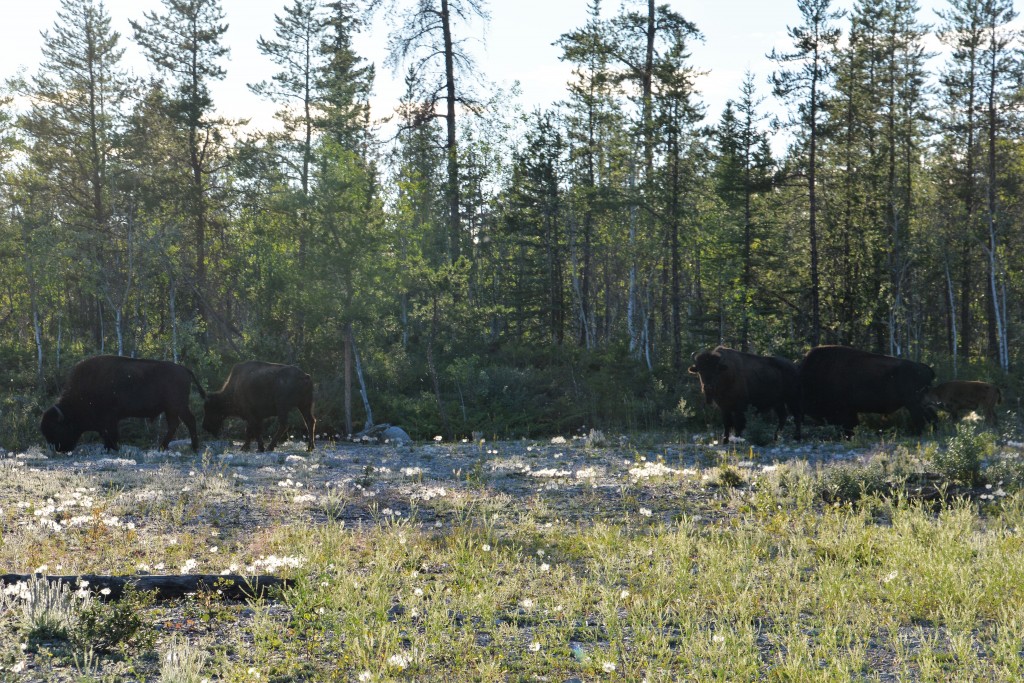 Squinting into the sun we saw this herd of bison skirt our camping area