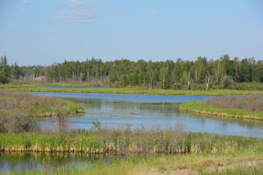 We never tired of these beautiful scenes - snow melt lakes on the permafrost and rivers all surrounded by thick spruce forests